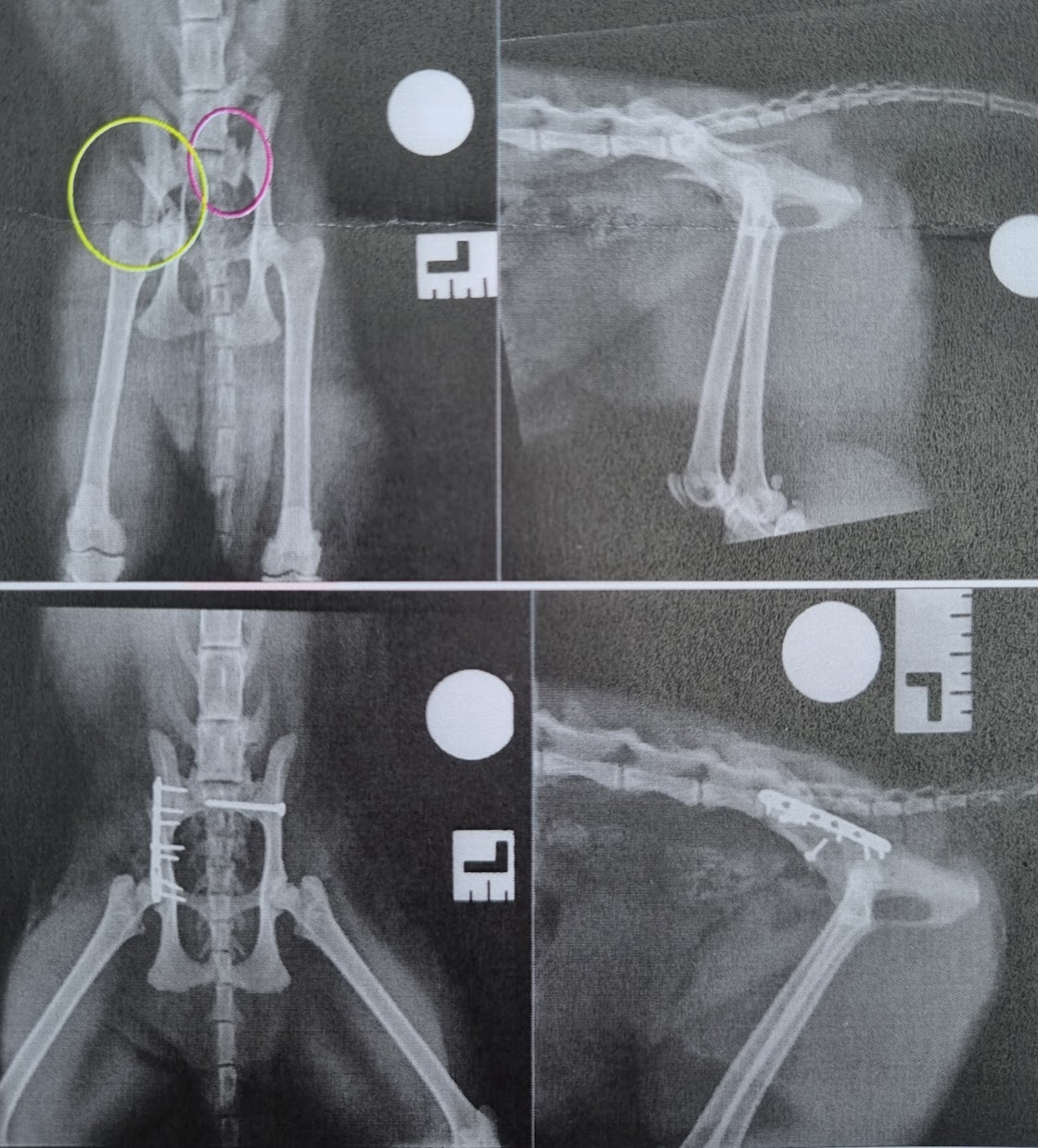 grumpy x-rays